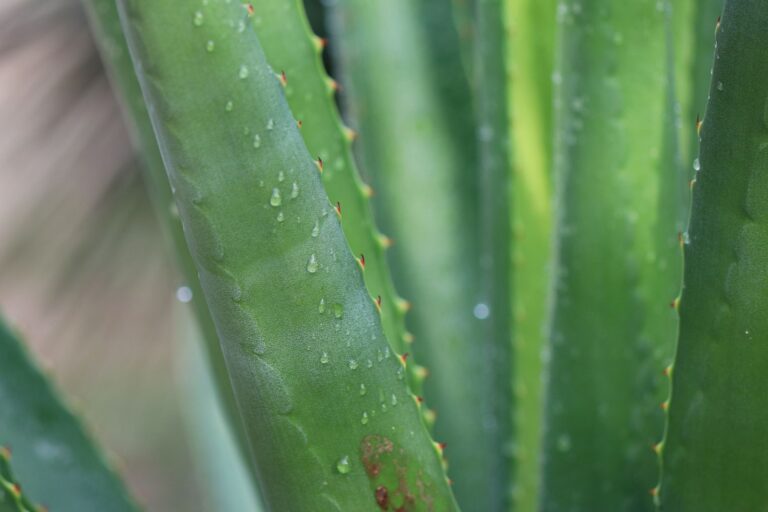 Aloe Vera Juice: Benefits, Dosage, and What to Buy