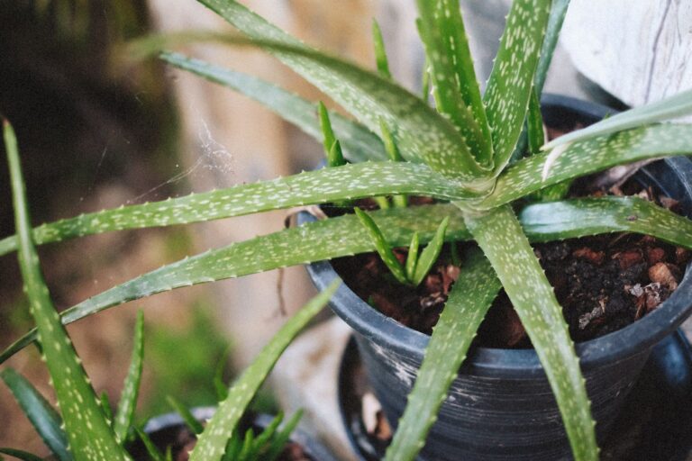 Aloe Vera Oil: Benefits, DIY Recipe, and Smart Uses