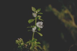Amazing Medicinal: Uses of Basil