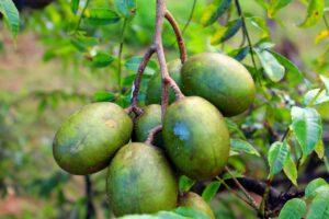 Ambarella Fruit: Benefits, Nutrition, Side Effects