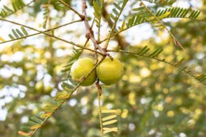 Amla Juice: Benefits, Side Effects, Nutrition