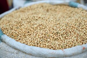 Animal Protein vs Plant Protein: What Science Actually Shows