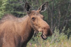 Animals that Only Eat Plants: Herbivores, from Teeth to Gut