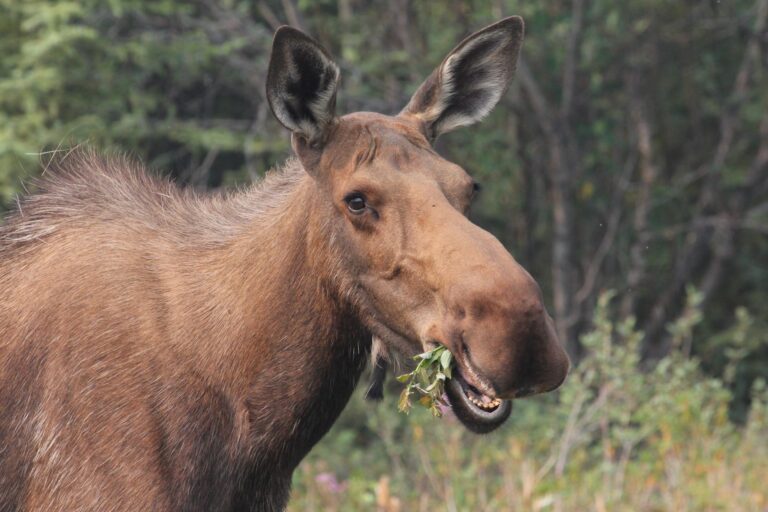 Animals that Only Eat Plants: Herbivores, from Teeth to Gut