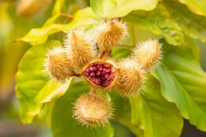 Annatto: Benefits, Nutrition, Side Effects, Dosage
