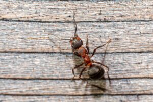Ants: Biology, Identification, and Removal Strategies