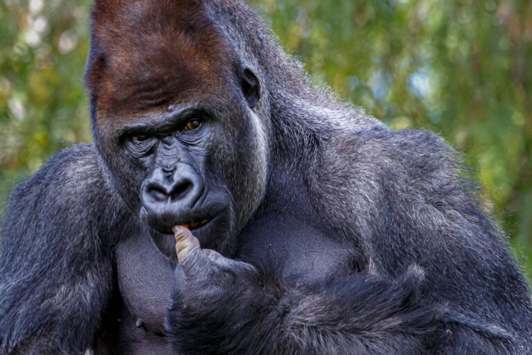 Are Gorillas Vegetarian? What They Eat in the Wild
