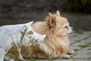 Are Pigs Smarter than Dogs? A Scientific Comparison