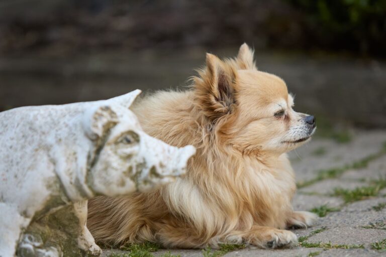 Are Pigs Smarter than Dogs? A Scientific Comparison