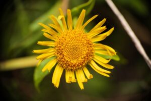 Arnica Montana: Uses, Evidence, and Safety by Product Type