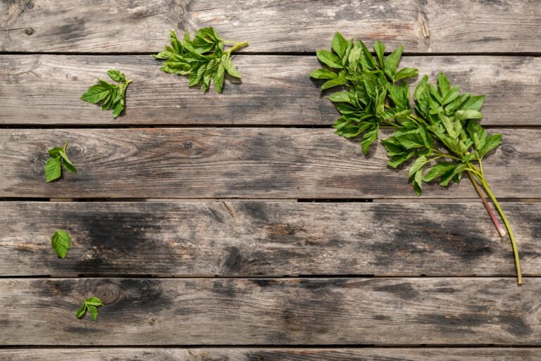 Ashitaba: Benefits, Uses, Evidence, and Safety
