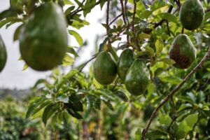 Avocado Leaf Tea: Benefits, Side Effects, Recipe