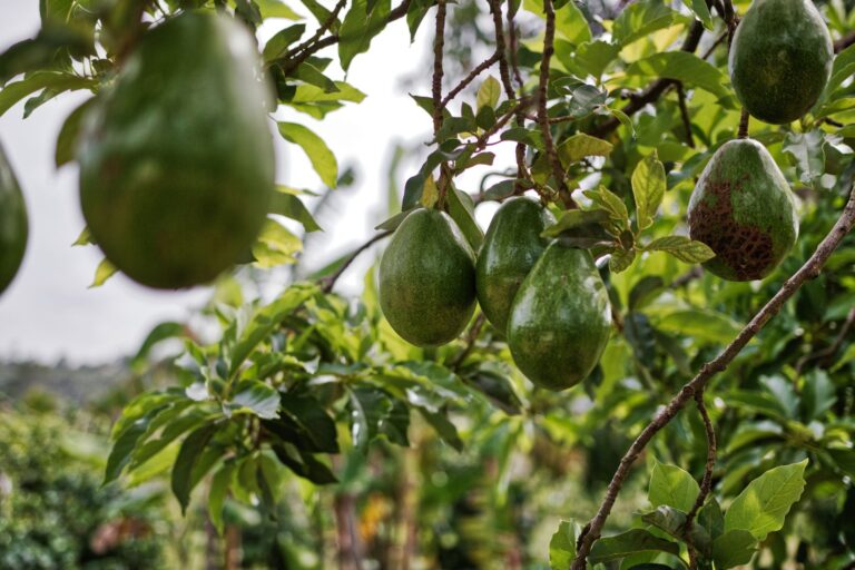 Avocado Leaf Tea: Benefits, Side Effects, Recipe