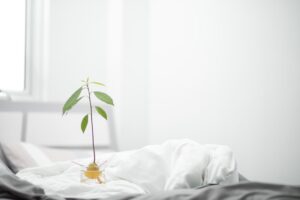 Avocado Seeds: Grow a Plant or Unlock Hidden Uses