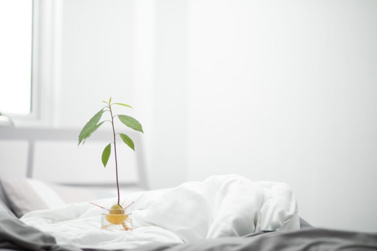 Avocado Seeds: Grow a Plant or Unlock Hidden Uses