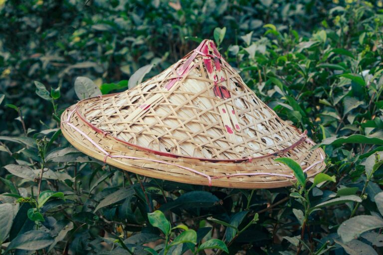 Bamboo Leaf Tea: Benefits, Side Effects, Recipe