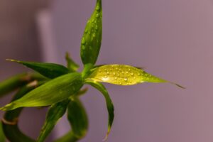 Bamboo Water Health: Benefits, Side Effects, Uses