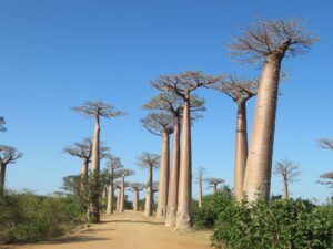 Baobab Oil: Benefits, Side Effects, Uses