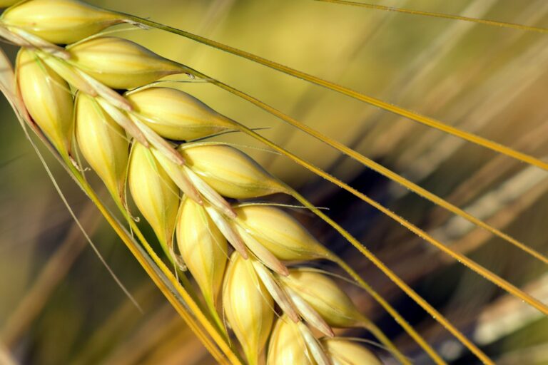 Barley Tea: Benefits, Side Effects, Dosage, Recipe
