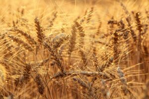 Barley Water Health: Benefits, Side Effects