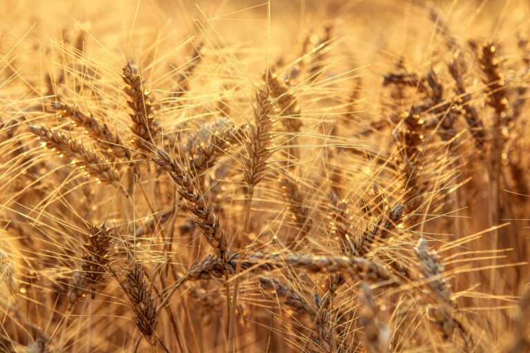 Barley Water Health: Benefits, Side Effects