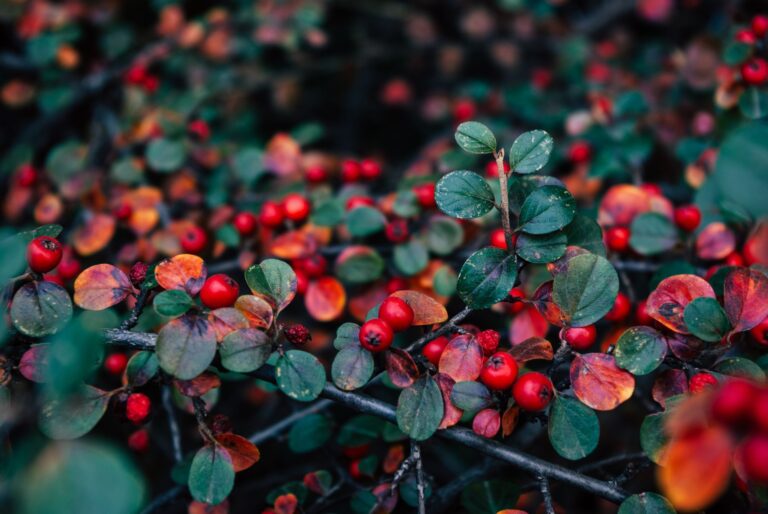 Bearberry: Growing, Foraging, and Uva Ursi Safety