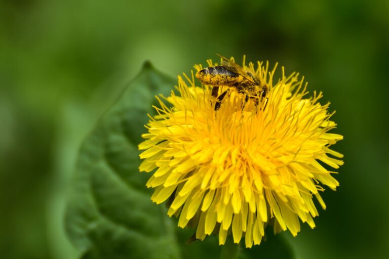 Bee Pollen: Benefits, Nutrition, Side Effects, Uses