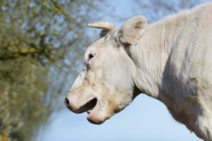 Beef Tallow for Skin: Benefits, Uses, Side Effects