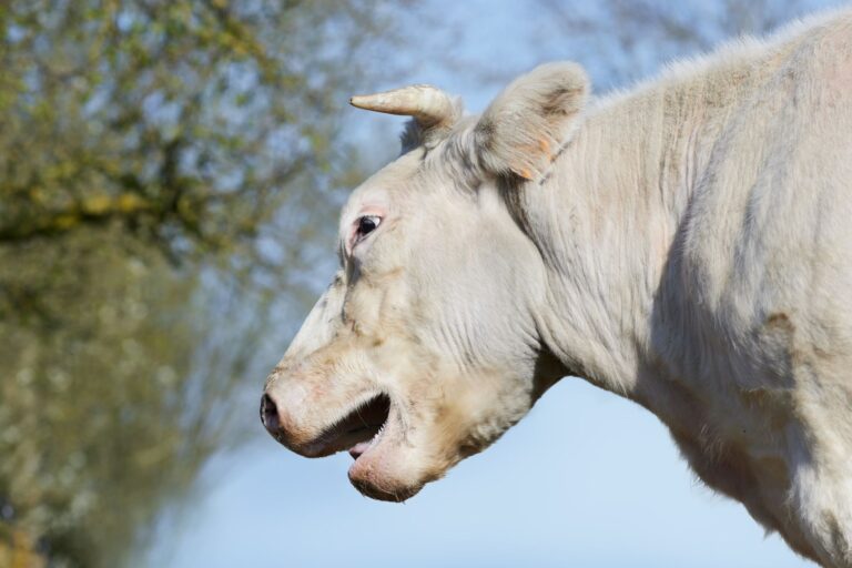 Beef Tallow for Skin: Benefits, Uses, Side Effects