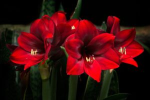 Belladonna: Benefits, Side Effects, Dosage, Uses