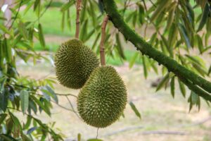 Beneficios Del Durian Para La Salud: Valor Nutricional Y Más