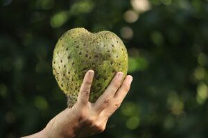 Benefits of Soursop Tea: Real Use, Limits, and Safety