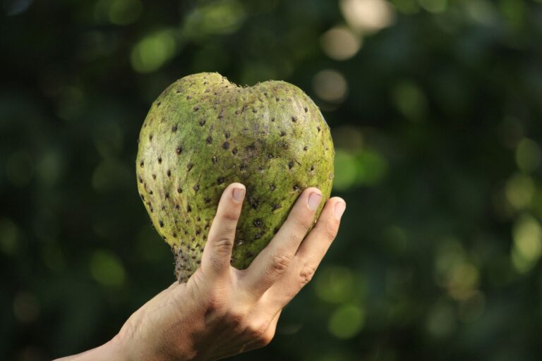 Benefits of Soursop Tea: Real Use, Limits, and Safety