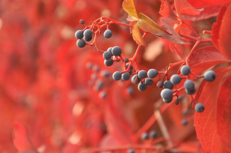 Berries that Start with M: Edible, Rare, and Real