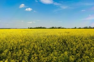 Best Canola Oil: 8 Top Picks for Health and Cooking