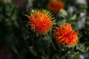 Best Safflower Oil: 7 Top Picks for Healthier Cooking
