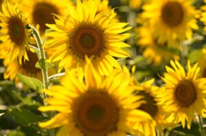 Best Sunflower Oil: Types, Smoke Points, and Top Picks