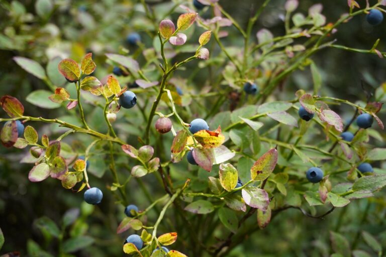Bilberry Tea: Benefits, Side Effects, Recipe
