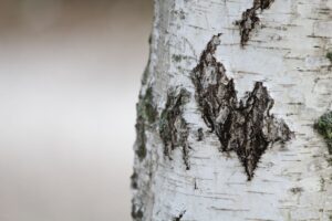 Birch: Species, Wood Uses, and Practical Identification