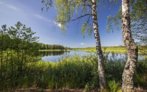 Birch Water Health: Benefits, Side Effects, Uses