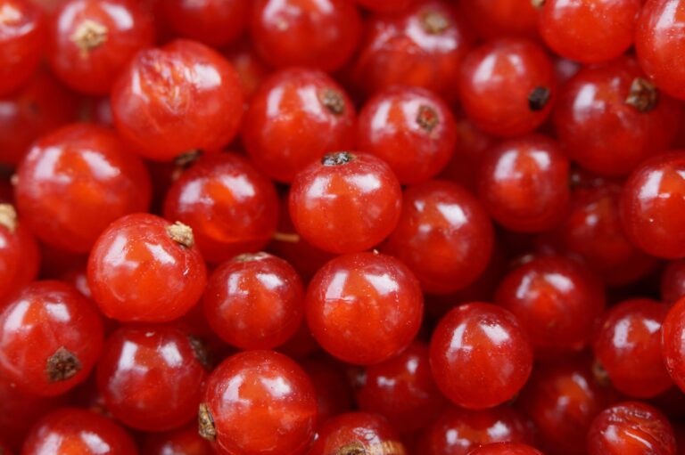 Black Currant: Benefits, Nutrition, Side Effects