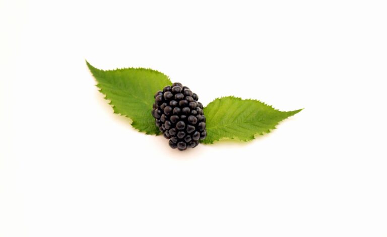 Blackberry Leaf Tea: Benefits, Side Effects, Recipe
