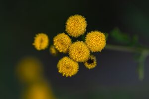 Blue Tansy Oil: Nutrition, Benefits, Side Effects