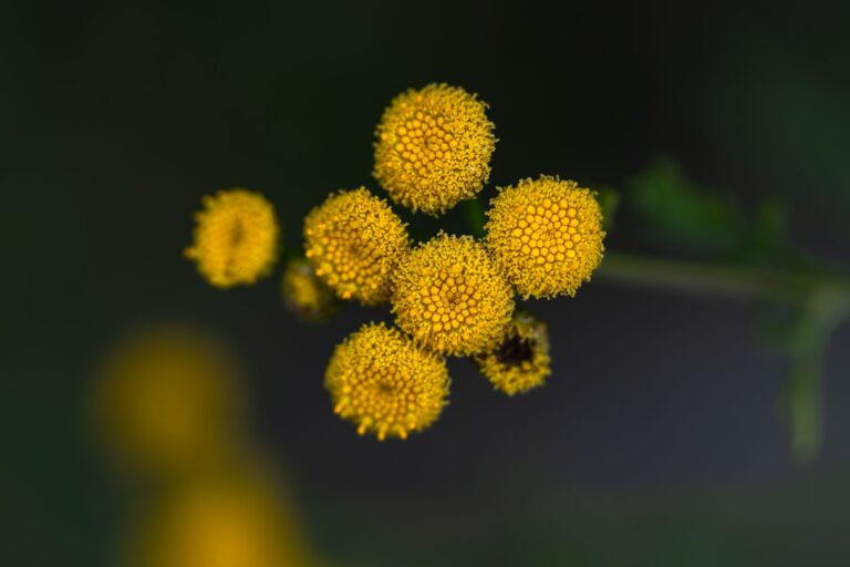 Blue Tansy Oil: Nutrition, Benefits, Side Effects