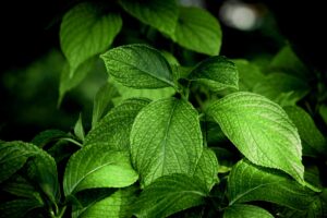 Boldo: Liver Support, Safe Dosage, and Real Benefits