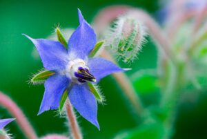 Borage Tea: Benefits, Brewing, and Safety Essentials