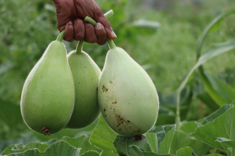 Bottle Gourd Tea: Benefits, Side Effects, Recipe
