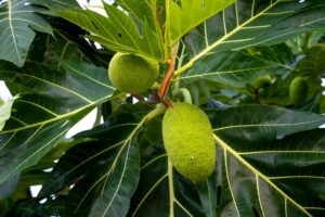 Breadfruit: The Tropical Fruit that Cooks Like a Potato