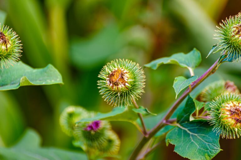 Burdock Root Tea: Benefits, Side Effects, Recipe