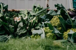 Cabbage Types: A Practical to 12 Varieties and Their Uses